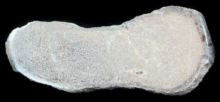 Large Polished Agatized Dinosaur Bone Section - #36075